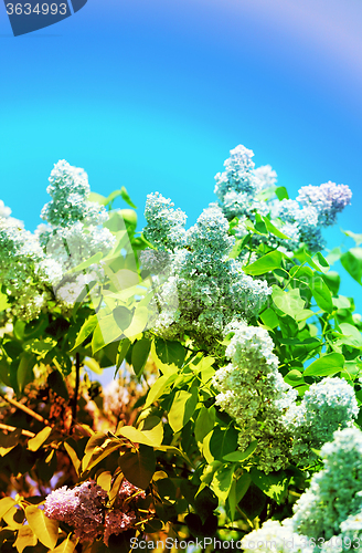 Image of Beautiful lilac flowers  