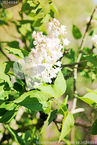 Image of Beautiful lilac flowers  