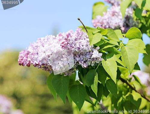 Image of Beautiful lilac flowers  
