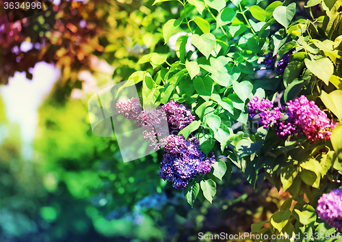 Image of Beautiful lilac flowers  