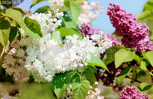 Image of Beautiful lilac flowers  