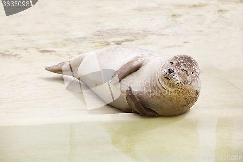 Image of seal