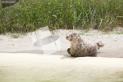 Image of seal on the beach