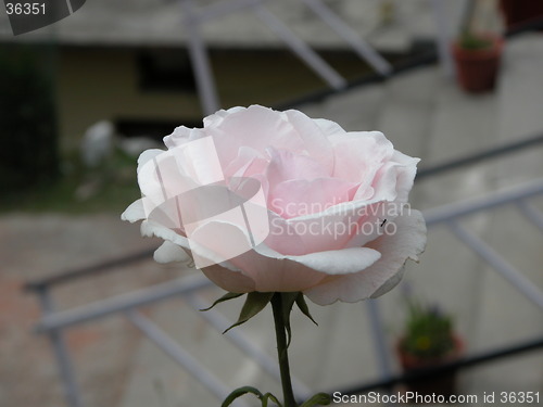 Image of Black insect on pink rose