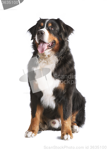 Image of Isolated Bernese Mountain Dog