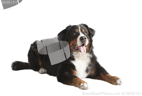 Image of Bernese Mountain Dog lying