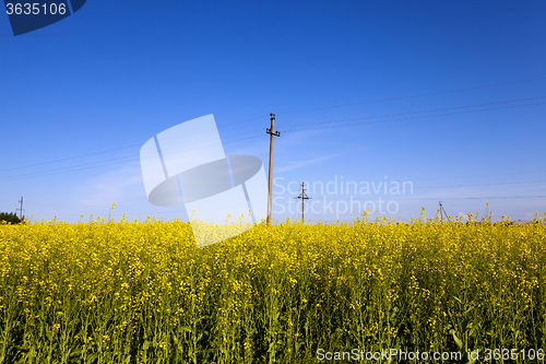 Image of electric line in rape field  