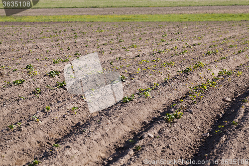 Image of  Potato sprouts. field.