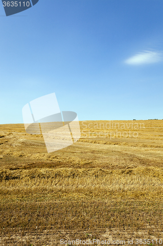 Image of agriculture field.  cereals  