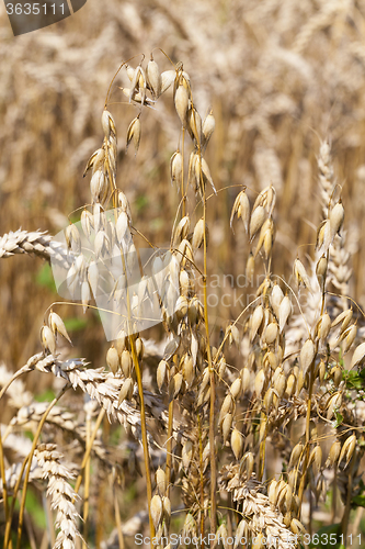 Image of ripe oats in the field  