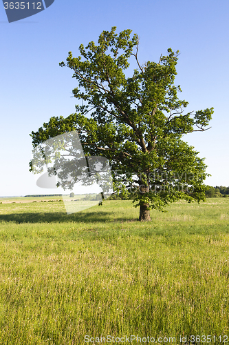 Image of   field in summer  