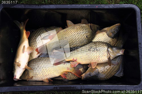 Image of haul of carp fishes