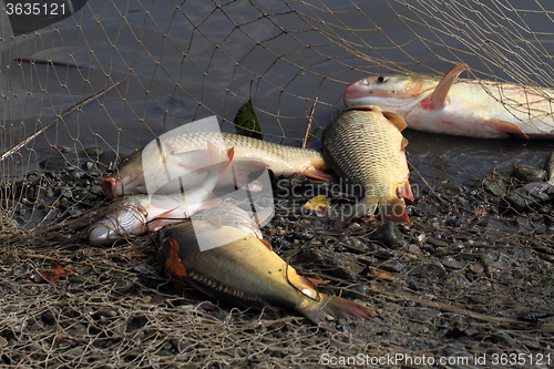 Image of haul of carp fishes