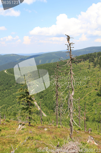 Image of czech forest country (Jeseniky mountains)