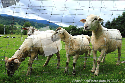 Image of sheep from small home farm