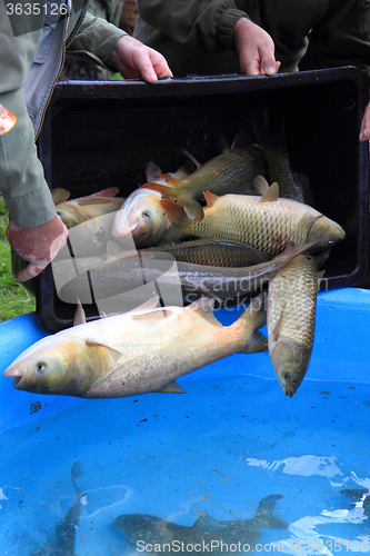 Image of haul of carp fishes