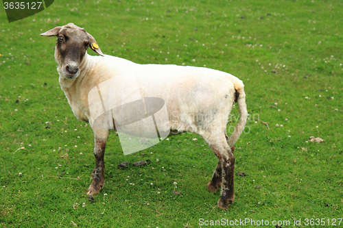 Image of sheep from small home farm