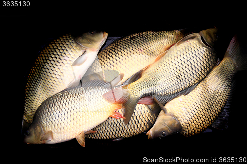 Image of haul of carp fishes