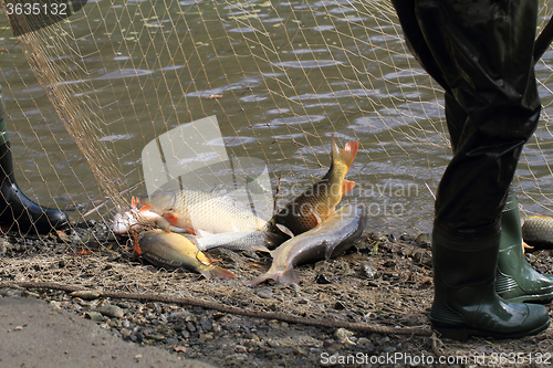 Image of haul of carp fishes