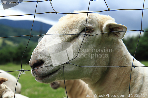 Image of sheep from small home farm