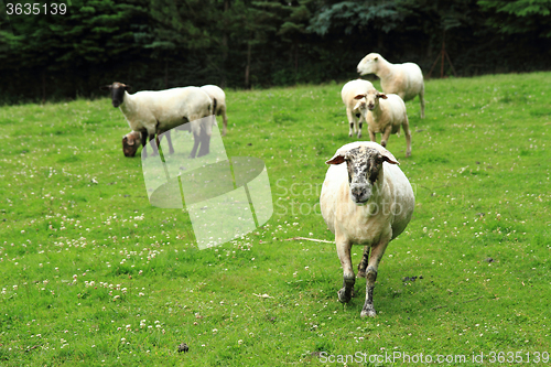 Image of sheep from small home farm