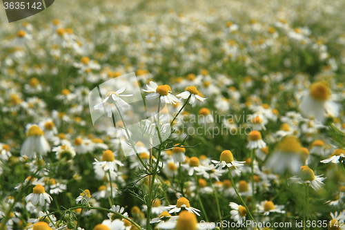 Image of spring chamomile field