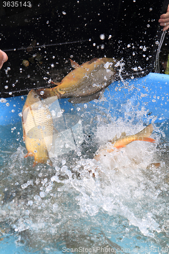 Image of haul of carp fishes