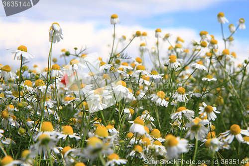 Image of spring chamomile field