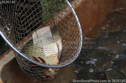 Image of haul of carp fishes