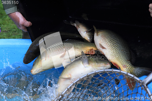 Image of haul of carp fishes