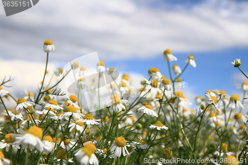 Image of spring chamomile field