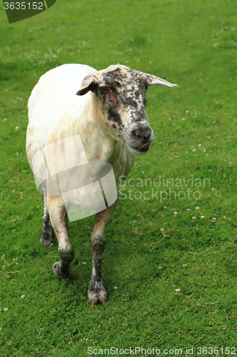 Image of sheep from small home farm