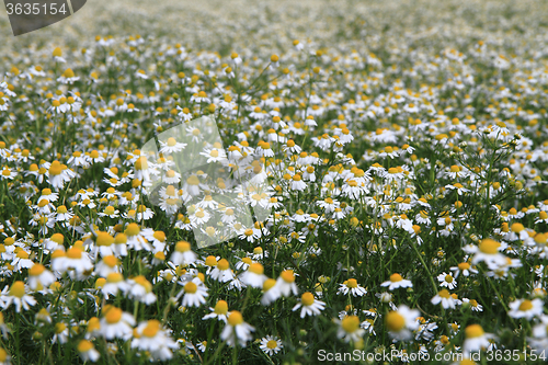 Image of spring chamomile field