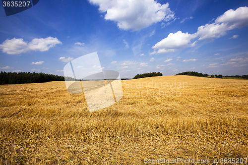 Image of slanted wheat. harvest company 