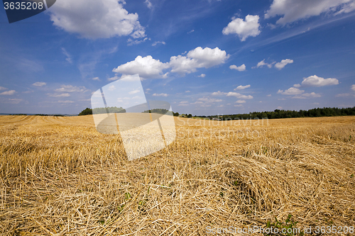 Image of  agricultural field . wheat