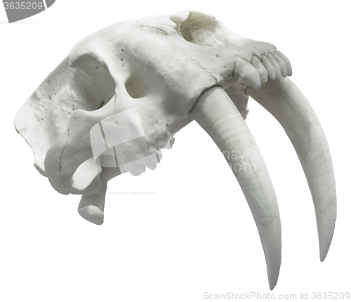 Image of Smilodon Skull Cutout