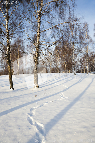 Image of birch grove in winter  