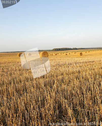 Image of straw stack  harvest 