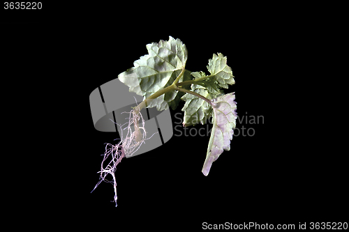 Image of back view of young suspended plant with roots