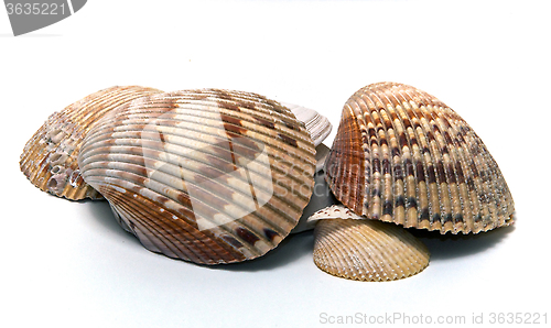 Image of collection of various sized seashells over white