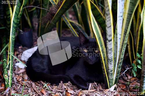Image of havana brown cat in garden