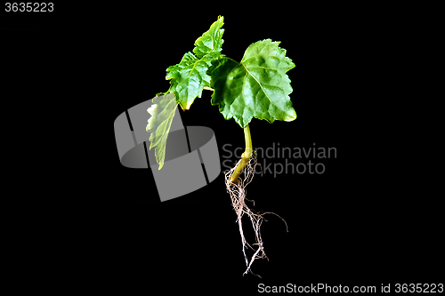 Image of Patchouli plant with roots on black