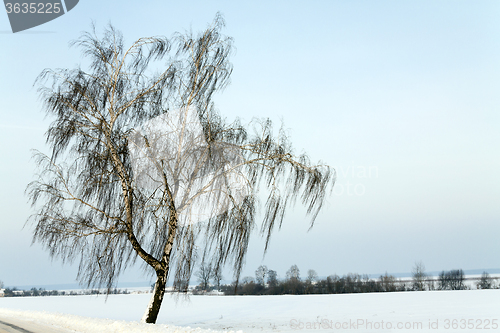 Image of birch   of the road  