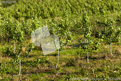 Image of young fruit trees 