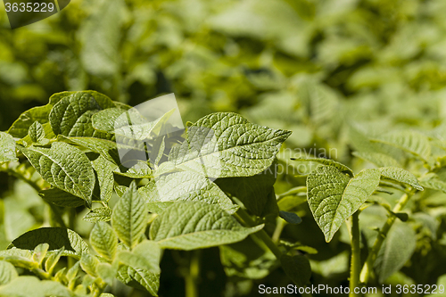 Image of leaf of potatoes  