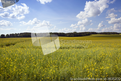 Image of field with cereals  