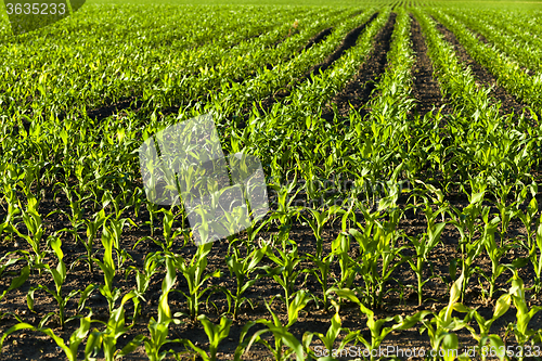 Image of young corn . agricultural field  