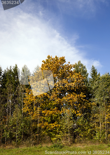 Image of yellow maple in a small forest  