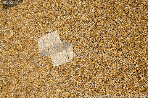 Image of wheat grains .  harvesting