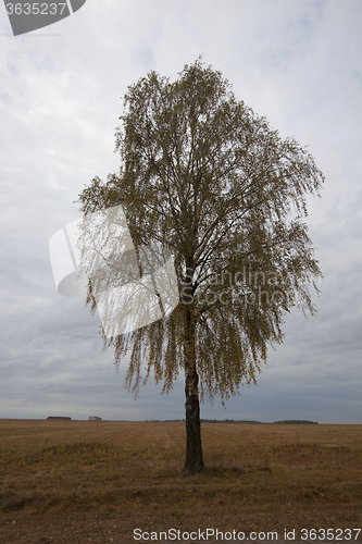 Image of birch growing on the side of the road 